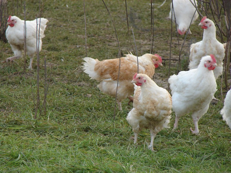 Vente directe poulet producteur 80