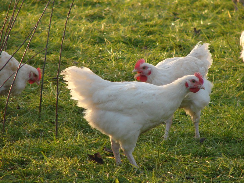 Eleveur poulets Amiens (80)