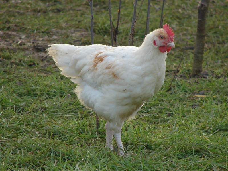 Elevage poulet 80